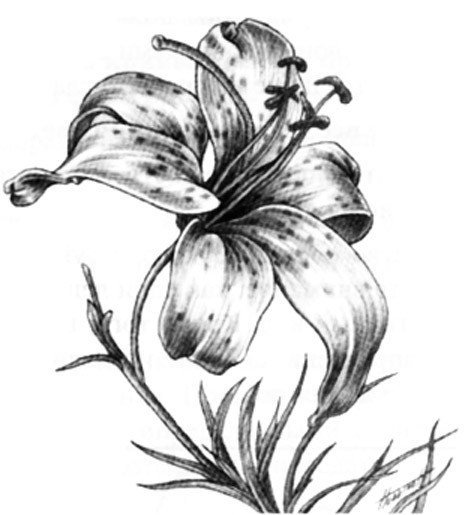 лилия - черно белые, лилии, цветы - оригинал