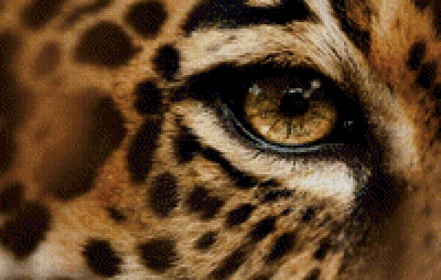 взгляд - леопард, кошка, глаз - предпросмотр