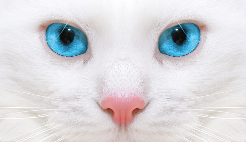 взгляд кота - голубые, глаза, белый, кот - оригинал