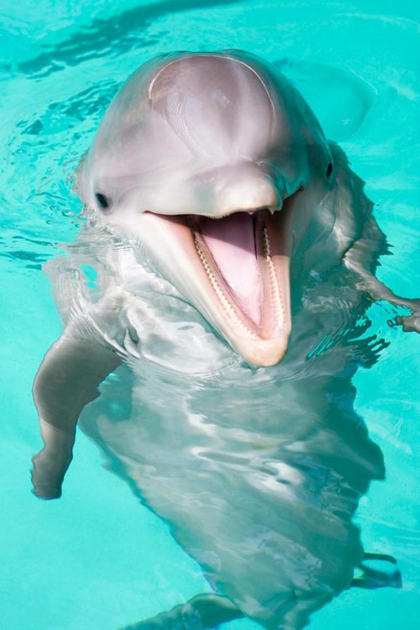 дельфин - улыбка, дельфин, вода - оригинал