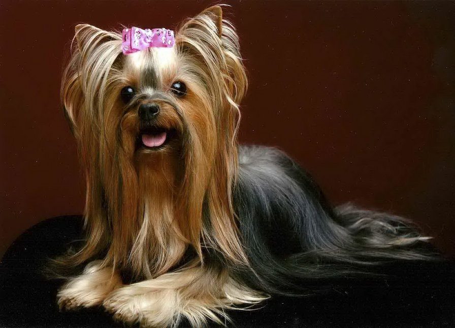 йоркширский терьер - собачка, пушистая, домашнее животное, маленькая, бантик - оригинал