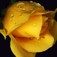 Оригинал схемы вышивки «Желтая роза» (№889670)