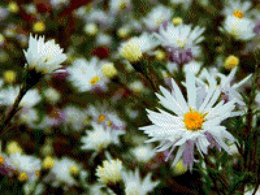 белые цветы - цветы, природа - предпросмотр