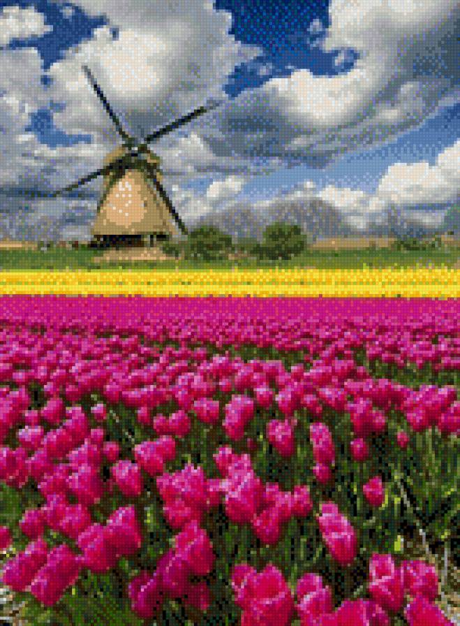 голландские тюльпаны - мельница, тюльпаны - предпросмотр