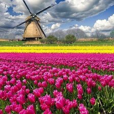 Схема вышивки «голландские тюльпаны»