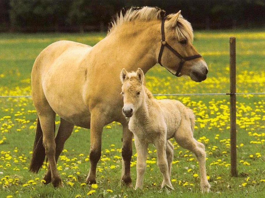Нежность - животные, лошади, материнство, нежность - оригинал