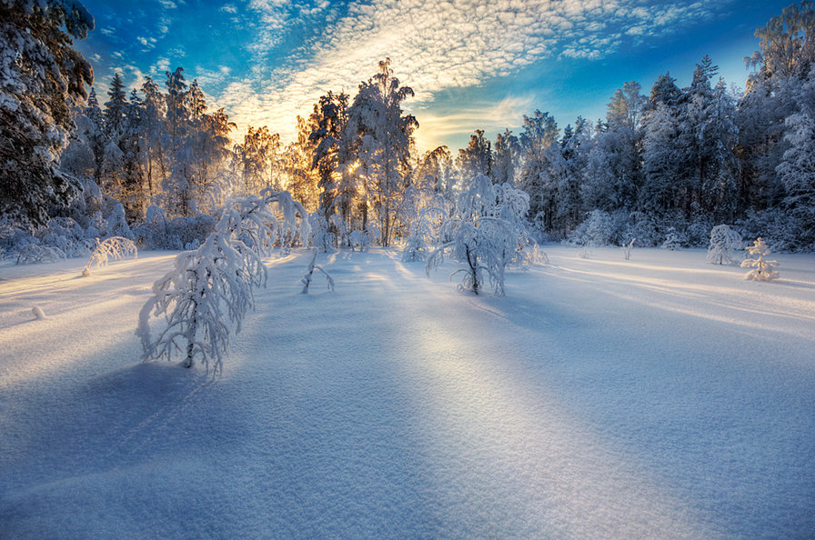 зимний лес - пейзаж. природа. зима, лес - оригинал
