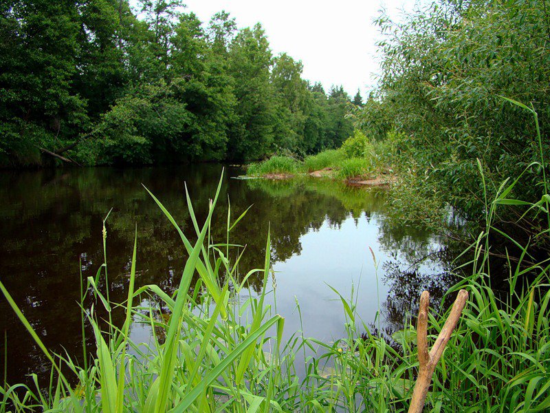 Тихая речка - пейзаж, река, природа. лето - оригинал