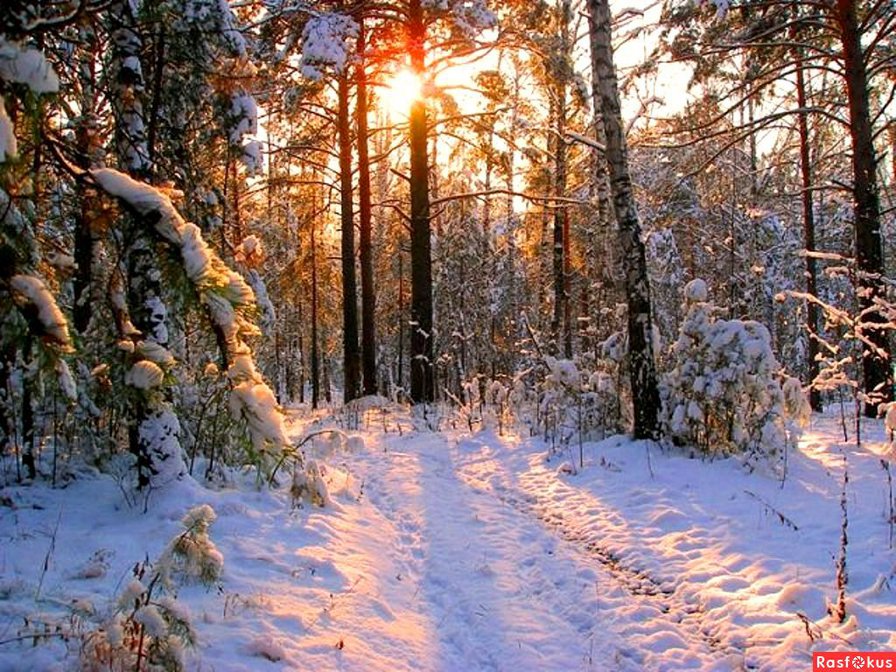 зимний лес - природа. зима, сосны, пейзаж, тропа - оригинал