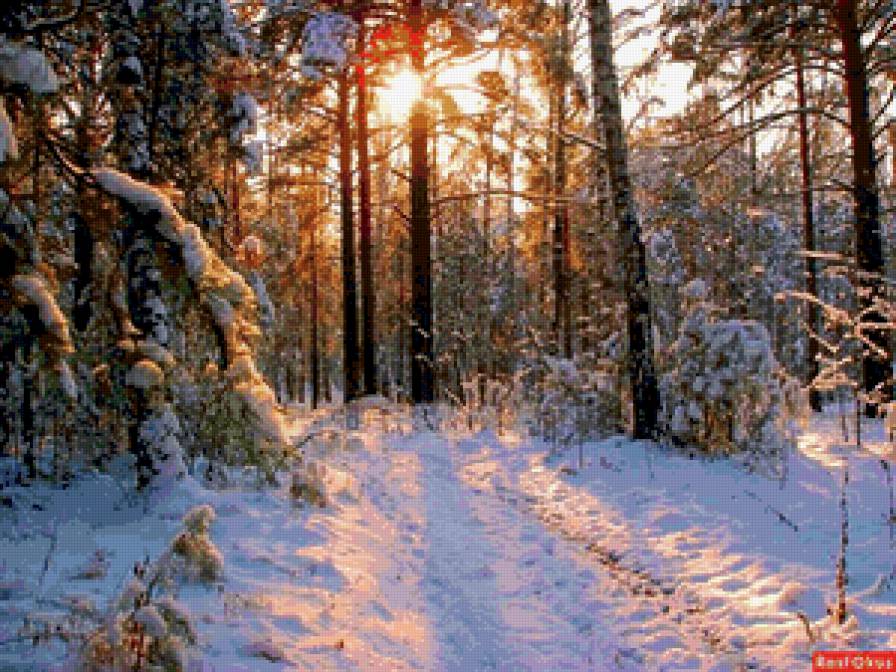 зимний лес - тропа, пейзаж, природа. зима, сосны - предпросмотр