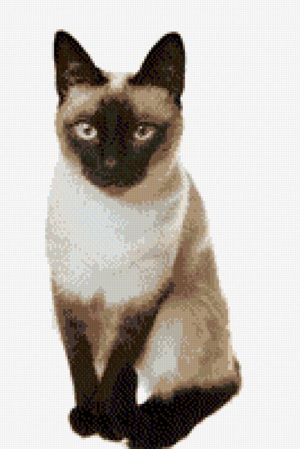 сиамская кошечка - сиамские кошки - предпросмотр