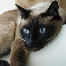 Схема вышивки «тайская кошка»