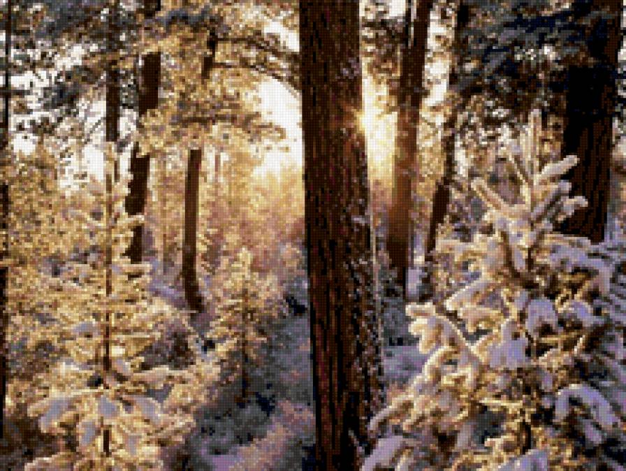 Зимний лес в лучах солнца - пейзаж, лес, природа. солнце, зима - предпросмотр
