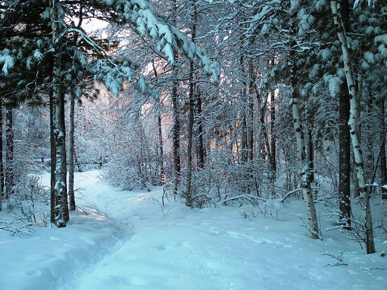 зимний лес - пейзаж, тропа, природа. зима, сосны - оригинал