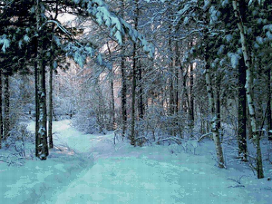зимний лес - пейзаж, сосны, природа. зима, тропа - предпросмотр