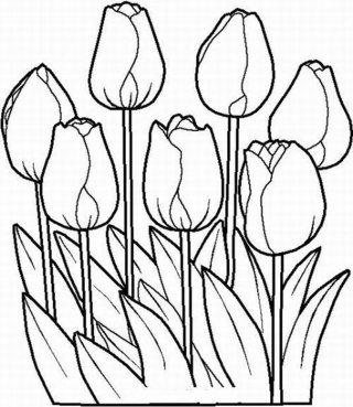 тюльпаны - цветы, монохром, тюльпаны - оригинал
