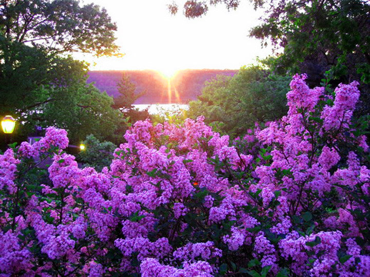 ситрень на восходе солнца - цветы. сирень - оригинал