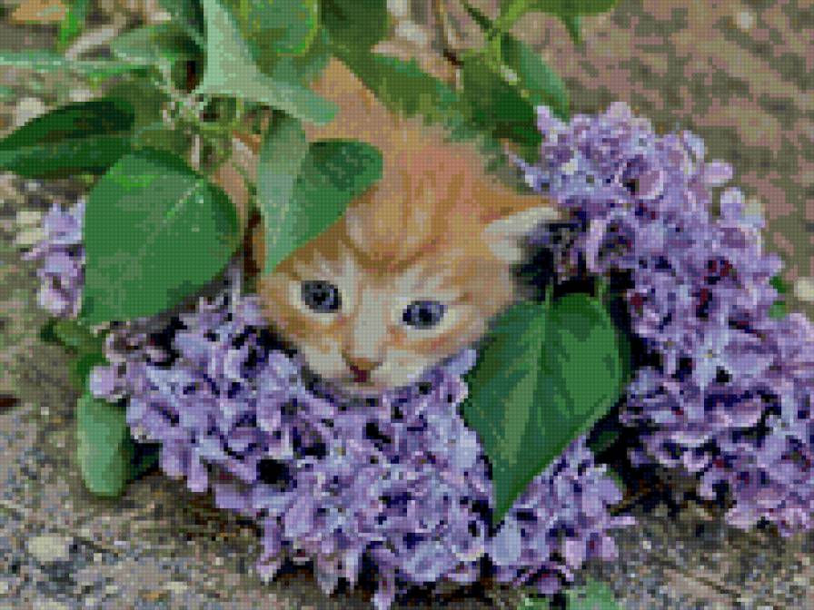 котенок и сирень - сирень, коты. цветы, животные - предпросмотр