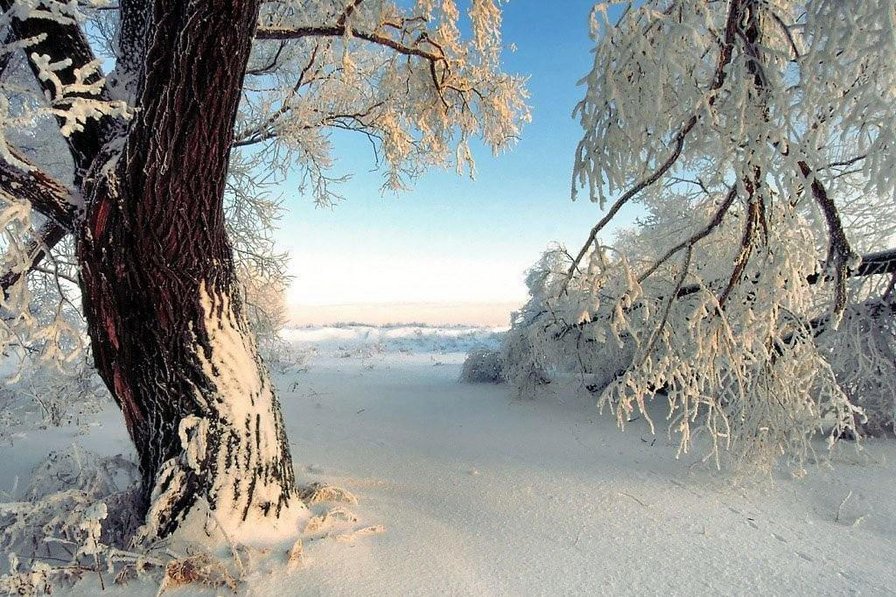 зимний лес - пейзаж. природа. лес. зима, снег - оригинал