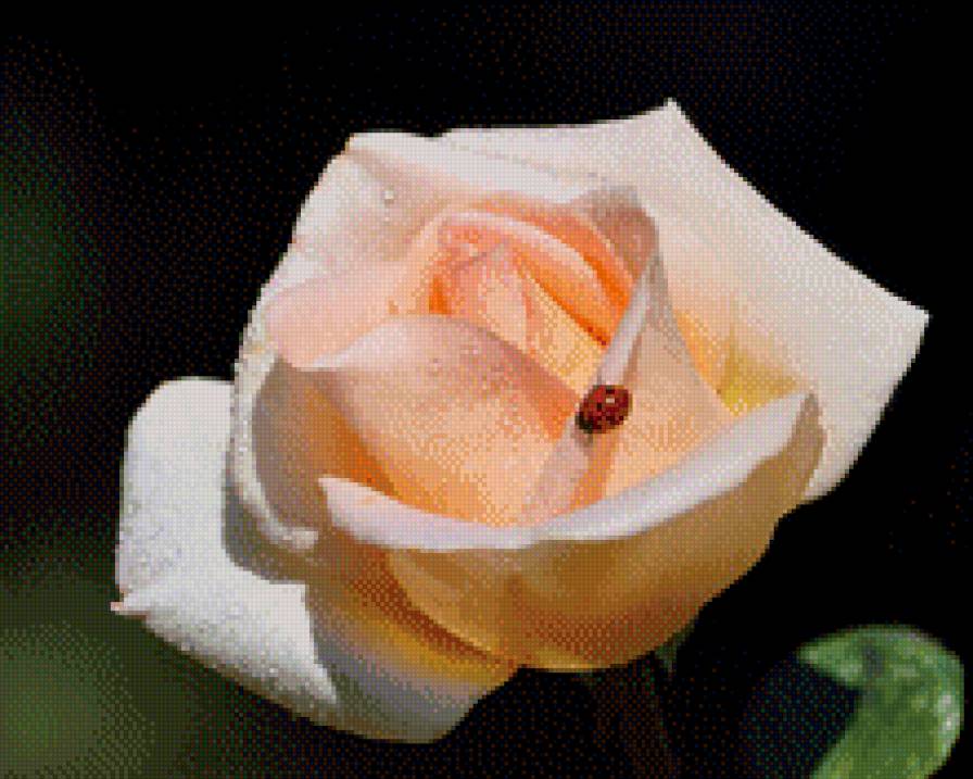 роза1 - роза божья коровка цветы - предпросмотр