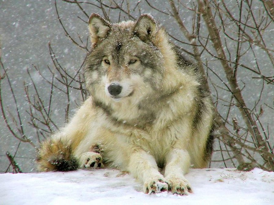волк - животные - оригинал