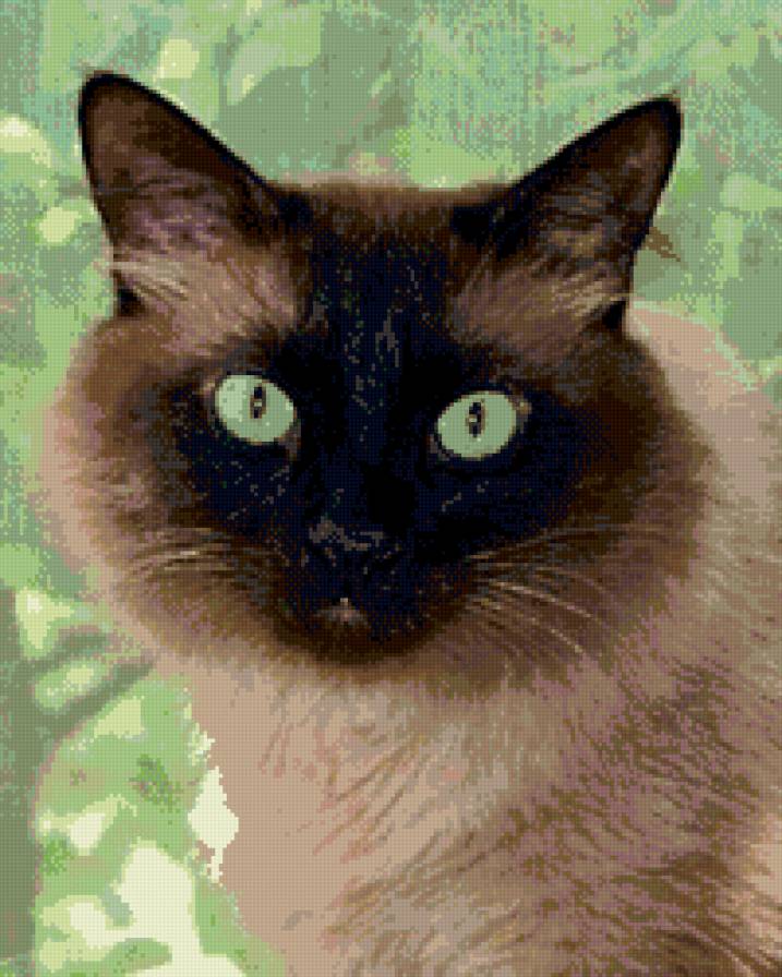 сиамская кошечка - кошки - предпросмотр
