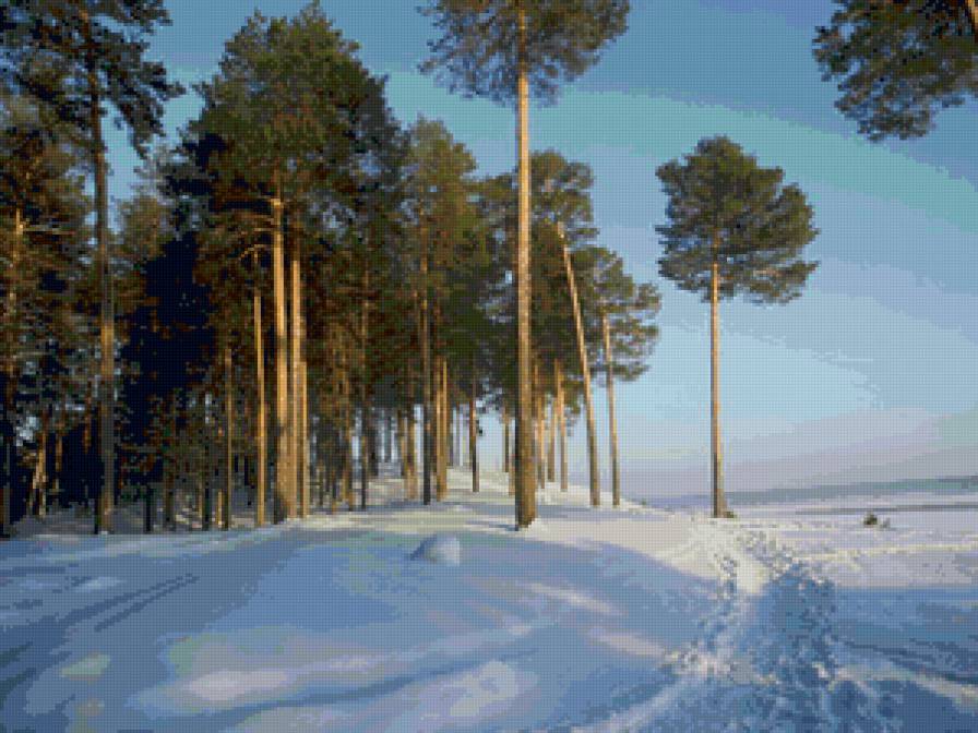 Зимний лес в лучах солнца - тропа, природа. зима, сосны, пейзаж - предпросмотр