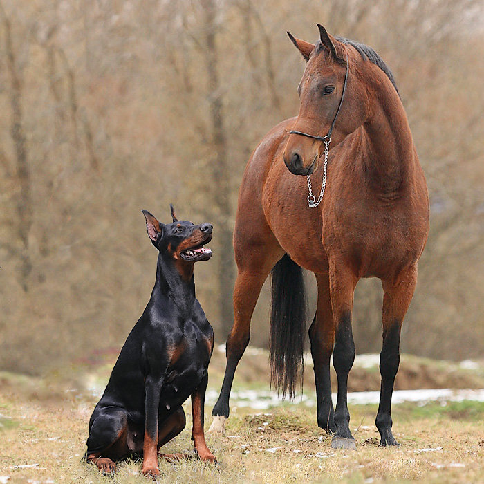 лошадь и доберман - лошади. собаки, животные - оригинал
