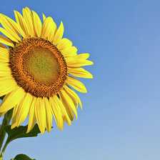 Оригинал схемы вышивки «sunflower» (№897473)