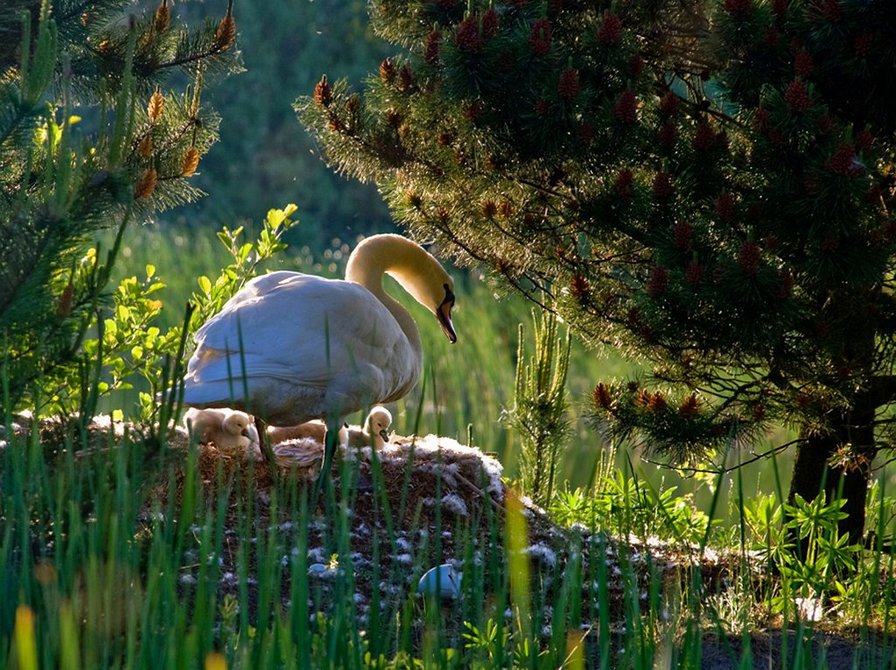 лебедь возле ели - природа. лебедь, пейзаж - оригинал