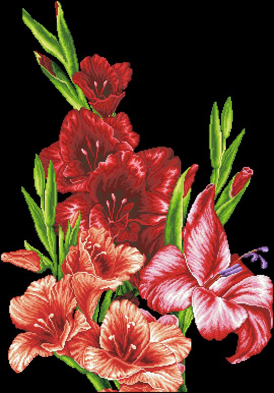Гладиолусы - цветы, гладиолусы - оригинал