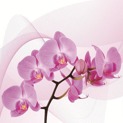 триптих орхидея (левая часть) - оригинал