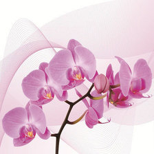 Оригинал схемы вышивки «триптих орхидея (левая часть)» (№899581)