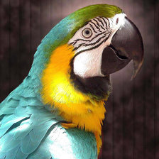Оригинал схемы вышивки «попугай» (№899700)