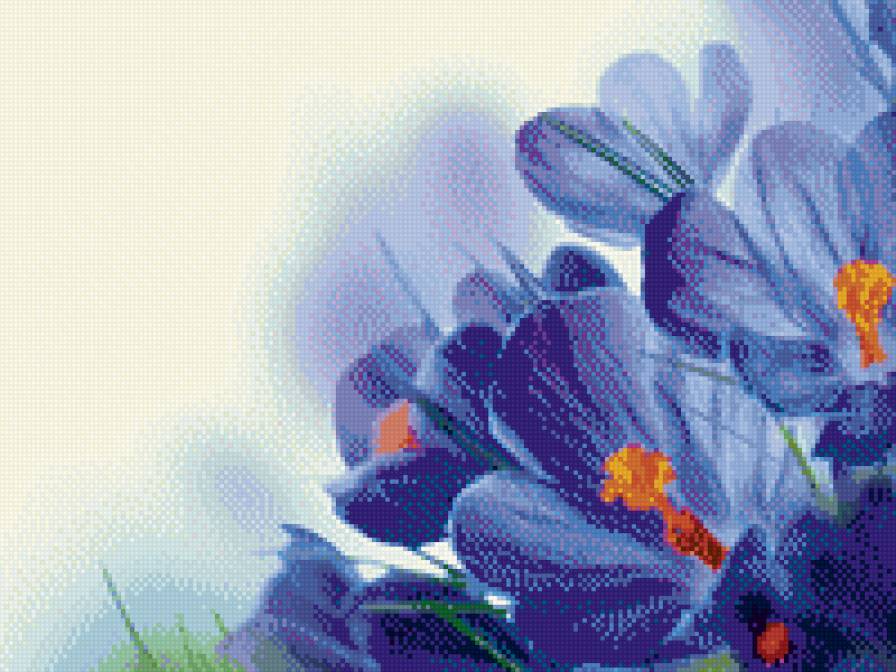 Крокус - цветы - предпросмотр