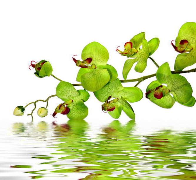 зеленая орхидея - орхидея - оригинал