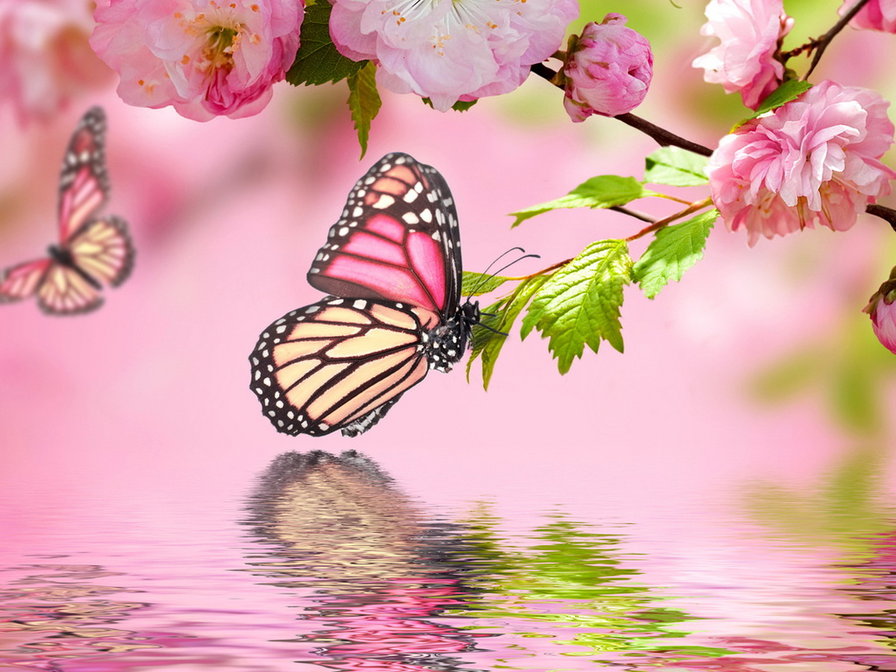 Бабочки - цветы, бабочки - оригинал