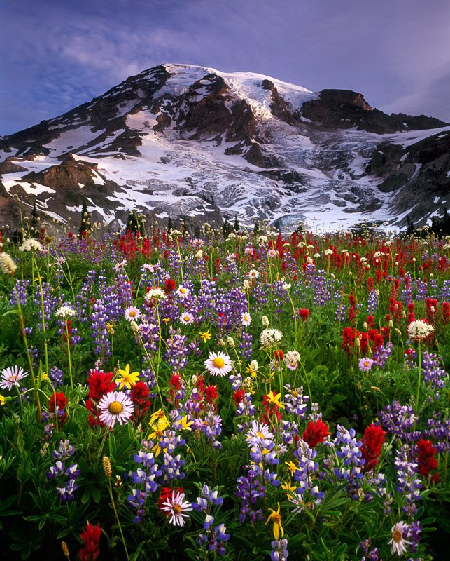 горный пейзаж - луг, пейзаж, цветы, горы - оригинал