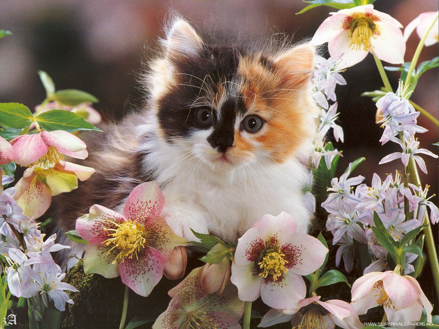 котенок в цветах - кошки, животные - оригинал
