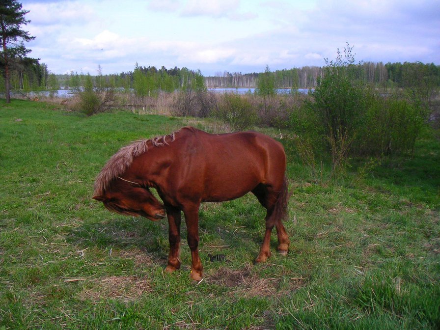 Конь на берегу реки Волга - конь, лошадь, река - оригинал
