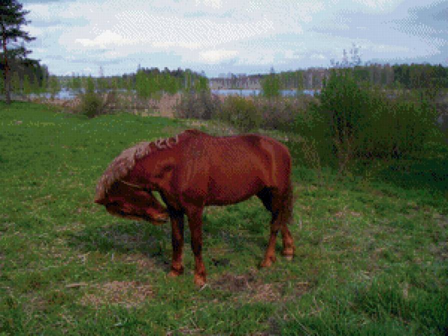 Конь на берегу реки Волга - лошадь, река, конь - предпросмотр