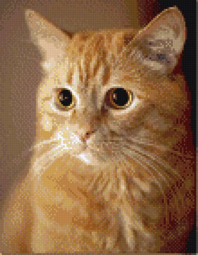 Рыжий кот. Кирова - кот - предпросмотр