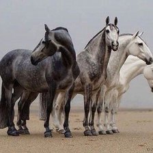 Схема вышивки «кони»