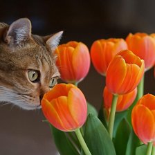 Схема вышивки «кот с тюльпанами»
