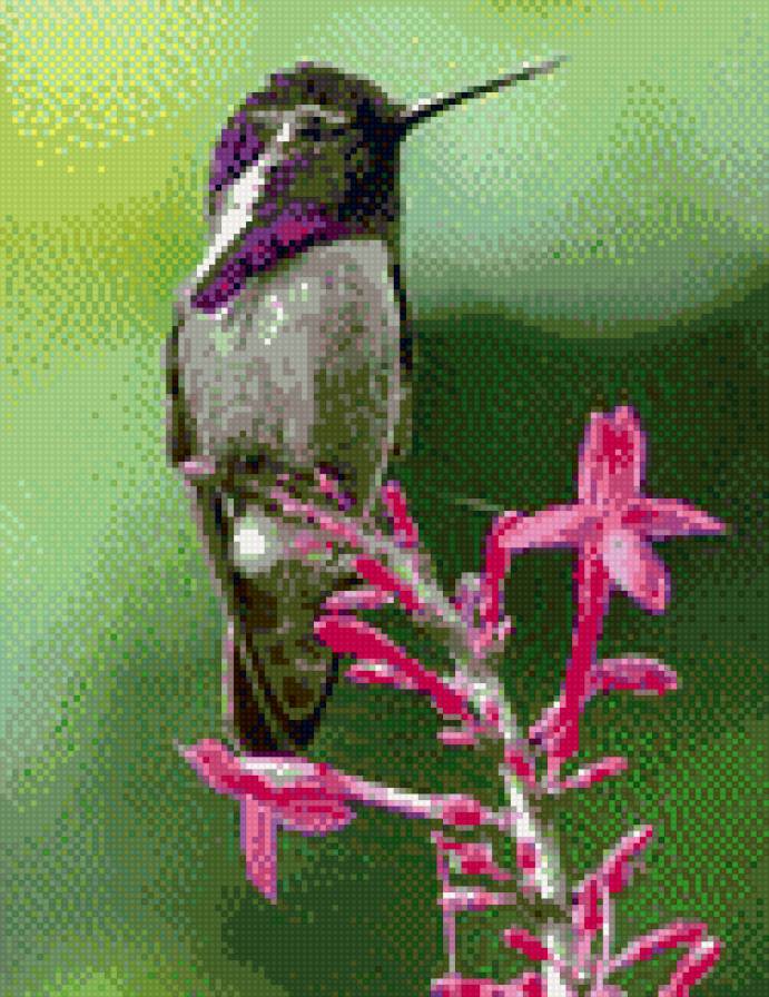 колибри - предпросмотр