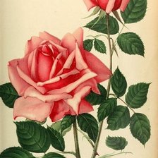Оригинал схемы вышивки «розы» (№903228)