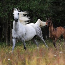 лошадь и жеребенок