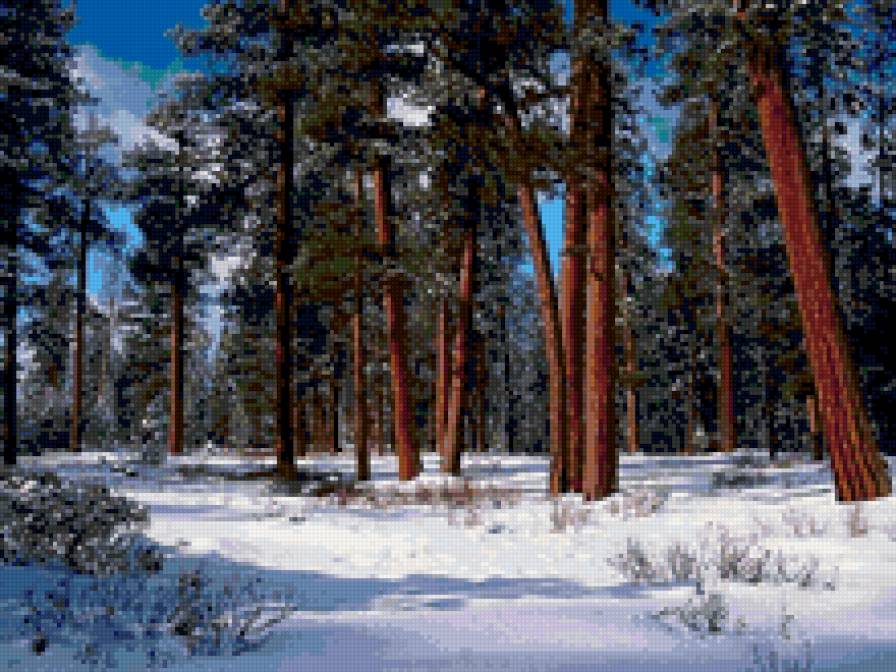зимний сосновый лес - сосны, зима, тропа, природа. пейзаж - предпросмотр