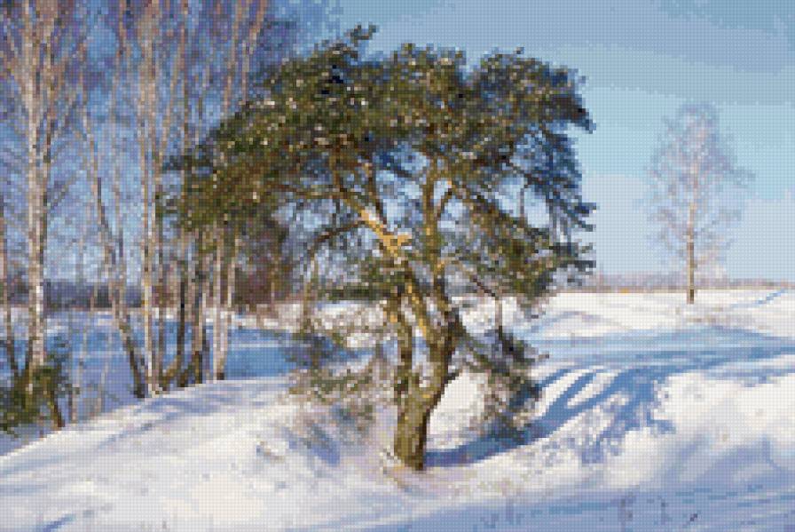 Зимний пейзаж - кусты, природа. пейзаж, соснна, снег - предпросмотр