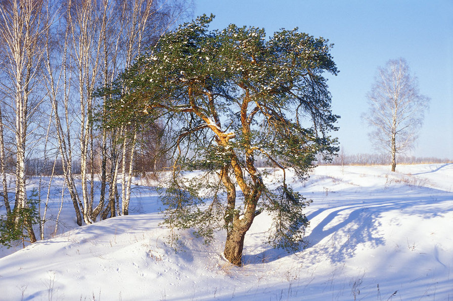 Зимний пейзаж - природа, зима, сосна, снег, березы, пейзаж - оригинал